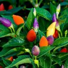 25 PCS Seeds Ornamental Pepper Yellow Red Colorful Pod Chilli 25 PCS Seeds Ornamental Pepper Yellow Red Colorful Pod Chilli
