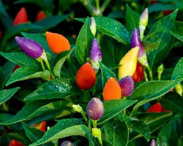 25 PCS Seeds Ornamental Pepper Yellow Red Colorful Pod Chilli