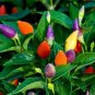 25 PCS Seeds Ornamental Pepper Yellow Red Colorful Pod Chilli