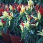 25 PCS Seeds Ornamental Pepper Yellow Red Colorful Pod Chilli