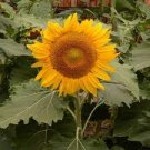 25 PCS Seeds Ornamental Sunflower Seed Garden Flower High Germination 25 PCS Seeds Ornamental Sunflower Seed Garden Flower High Germination