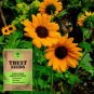 25 PCS Seeds Ornamental Sunflower Seed Garden Flower High Germination