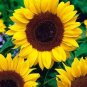 25 PCS Seeds Ornamental Sunflower Seed Garden Flower High Germination