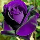 100 PCS Seeds Osiria Rose Gorgeous Flower 100 PCS Seeds Osiria Rose Gorgeous Flower