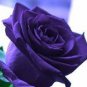 100 PCS Seeds Osiria Rose Gorgeous Flower
