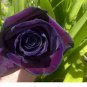 100 PCS Seeds Osiria Rose Gorgeous Flower