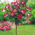 50 PCS Seeds Osiria Rose Hybrid Fresh Exotic Blood Red and White Rose Flower 50 PCS Seeds Osiria Rose Hybrid Fresh Exotic Blood Red and White Rose Flower