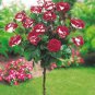 50 PCS Seeds Osiria Rose Hybrid Fresh Exotic Blood Red and White Rose Flower