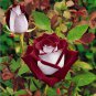 50 PCS Seeds Osiria Rose Hybrid Fresh Exotic Blood Red and White Rose Flower