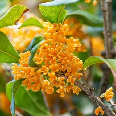 20 PCS Seeds Osmanthus Fragrans Charming and Fragrant Sweet Olive Tree Mixed Colors
