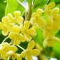 20 PCS Seeds Osmanthus Fragrans Charming and Fragrant Sweet Olive Tree Mixed Colors