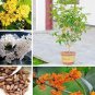 20 PCS Seeds Osmanthus Fragrans Charming and Fragrant Sweet Olive Tree Mixed Colors