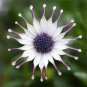 10 PCS Seeds Osteosoernum Flower Promotion Balcony Bonsai Flowersss