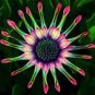 10 PCS Seeds Osteosoernum Flower Promotion Balcony Bonsai Flowersss