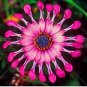 10 PCS Seeds Osteosoernum Flower Promotion Balcony Bonsai Flowersss