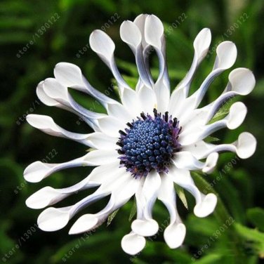 100 PCS Seeds Osteospermum