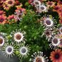 100 PCS Seeds Osteospermum