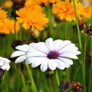 100 PCS Seeds Osteospermum Bonsai