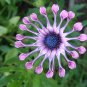 100 PCS Seeds Osteospermum Bonsai