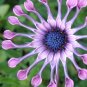 100 PCS Seeds Osteospermum Bonsai