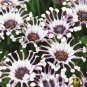 100 PCS Seeds Osteospermum Bonsai