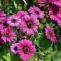 15 PCS Seeds Osteospermum Ecklonis African Transvaal Veldt Daisy