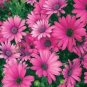 15 PCS Seeds Osteospermum Ecklonis African Transvaal Veldt Daisy