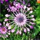 100 PCS Seeds Osteospermum seeds,daisy seeds,osteospermum flowers