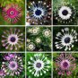 100 PCS Seeds Osteospermum seeds,daisy seeds,osteospermum flowers