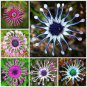 100 PCS Seeds Osteospermum seeds,daisy seeds,osteospermum flowers