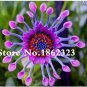 100 PCS Seeds Osteospermum seeds,daisy seeds,osteospermum flowers