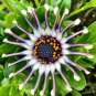 100 PCS Seeds Osteospermum Spider Type Green to Golden to Light Pink Flowers