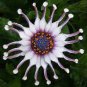 100 PCS Seeds Osteospermum Spider Type Green to Golden to Light Pink Flowers