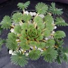100 PCS Seeds Oxalis palmifrons Bonsai Rare Flower Bonsai Perennial Indoor Flowering Pot Plants 100 PCS Seeds Oxalis palmifrons Bonsai Rare Flower Bonsai Perennial Indoor Flowering Pot Plants