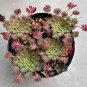 100 PCS Seeds Oxalis palmifrons Bonsai Rare Flower Bonsai Perennial Indoor Flowering Pot Plants