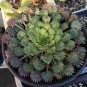 100 PCS Seeds Oxalis palmifrons Bonsai Rare Flower Bonsai Perennial Indoor Flowering Pot Plants