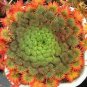 100 PCS Seeds Oxalis palmifrons Bonsai Rare Flower Bonsai Perennial Indoor Flowering Pot Plants