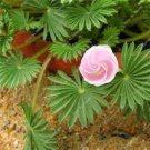 100 PCS Seeds Oxalis Seed Plants Wood Sorrel Flower