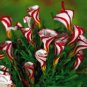 100 PCS Seeds Oxalis Seed Plants Wood Sorrel Flower