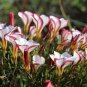 100 PCS Seeds Oxalis Versicolor Candy Cane Sorrel