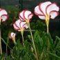 100 PCS Seeds Oxalis Versicolor Candy Cane Sorrel