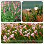 100 PCS Seeds Oxalis Versicolor Candy Cane Sorrel