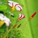 200 PCS Seeds Oxalis Versicolor Flowers Bonsais So Beautiful World's Rarest Flowers
