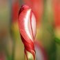200 PCS Seeds Oxalis Versicolor Flowers Bonsais So Beautiful World's Rarest Flowers