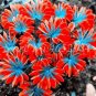 200 PCS Seeds Oxalis Versicolor Flowers Bonsais So Beautiful World's Rarest Flowers