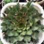 100 PCS Seeds Oxalis palmifrons Bonsai Rare Flower Bonsai Perennial Indoor Flowering Pot Plants