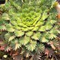 100 PCS Seeds Oxalis palmifrons Bonsai Rare Flower Bonsai Perennial Indoor Flowering Pot Plants