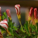 100 PCS Seeds Oxalis Versicolor Candy Cane Sorrel 100 PCS Seeds Oxalis Versicolor Candy Cane Sorrel