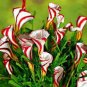 100 PCS Seeds Oxalis Versicolor Candy Cane Sorrel