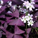 100 PCS Seeds Oxalis Wood Sorrel Flower Oxalis Purple Shamrock Clover